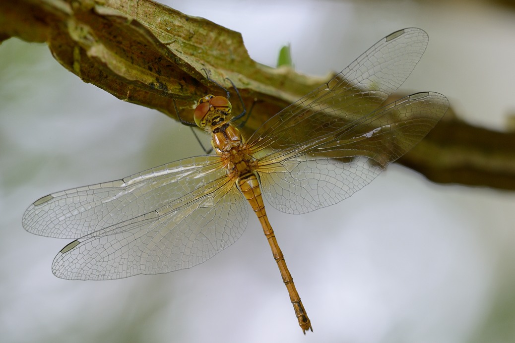 Sympetrum da ID